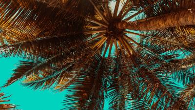 Palm tree branch tree 4k wallpaper