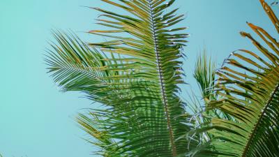 Palm tree branches bottom view 4k wallpaper
