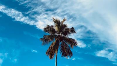 Palm tree branches h 4k wallpaper
