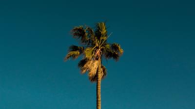 Palm tree branches image 4k wallpaper