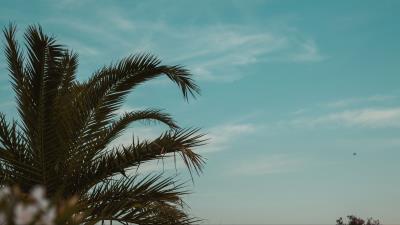 Palm tree branches leaves image 4k wallpaper