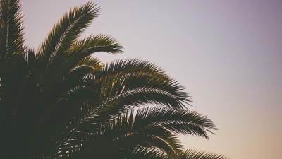 Palm tree branches sky 4k wallpaper