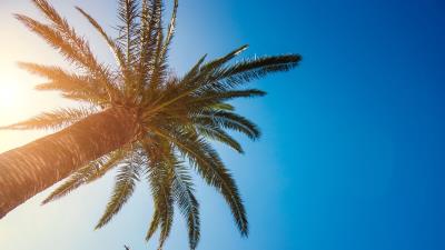 Palm tree branches tropics 4k wallpaper
