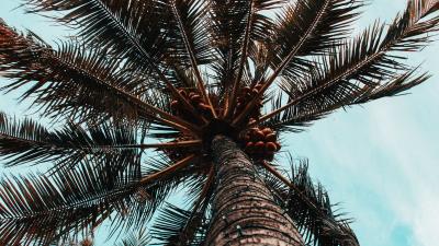 Palm tree branches trunk 4k wallpaper