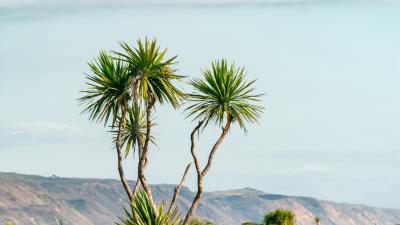 Palm tree bushes 4k wallpaper