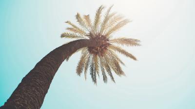Palm tree crown top 4k wallpaper