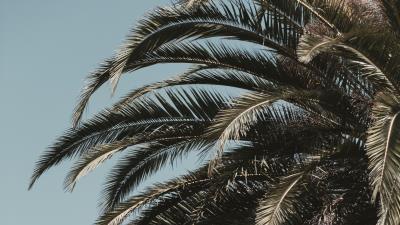Palm tree leaves branches 4k wallpaper