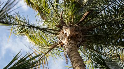 Palm tree leaves 4k wallpaper