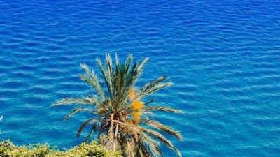 Palm tree sea summer sunny 4k wallpaper