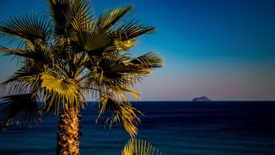 Palm tree sea tropics 4k wallpaper