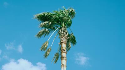 Palm tree sky clouds image 4k wallpaper