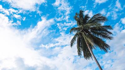 Palm tree sky clouds 4k wallpaper