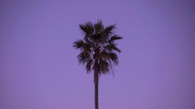 Palm tree sky tree 4k wallpaper