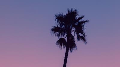 Palm tree sky 4k wallpaper