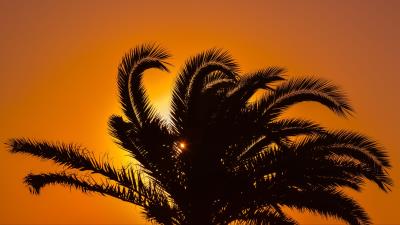 Palm tree sunset leaves branches 4k wallpaper