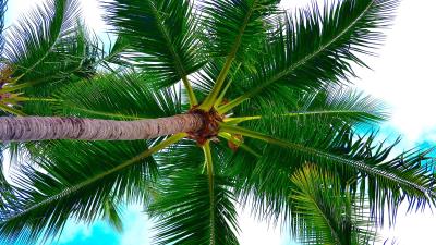Palm tree tree crown image 4k wallpaper