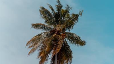 Palm tree tree crown 4k wallpaper