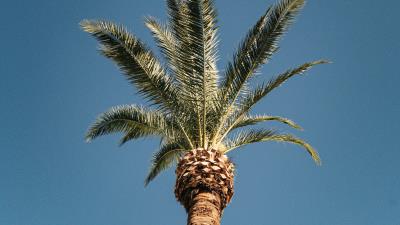 Palm tree treetop 4k wallpaper