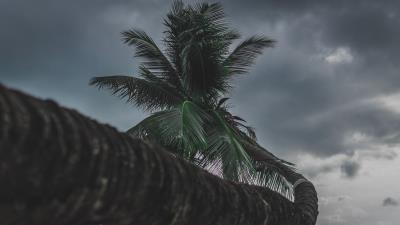 Palm tree tropical 4k wallpaper