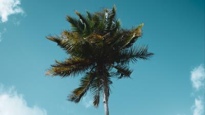 Palm tree tropics image 4k wallpaper