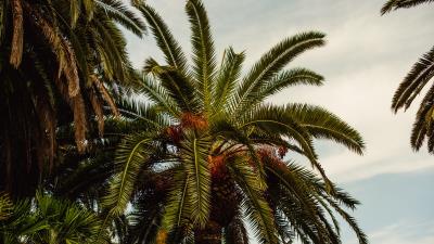 Palm tree tropics 4k wallpaper