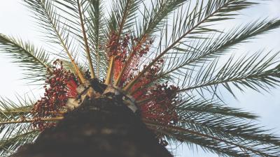 Palm tree view from below tropical branches trunk 4k wallpaper