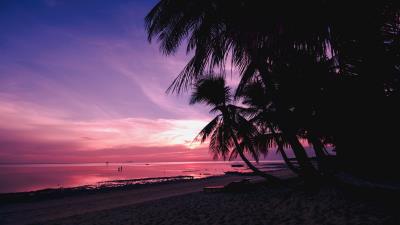Palm trees beach sunset 4k wallpaper
