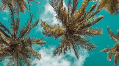 Palm trees bottom view clouds 4k wallpaper