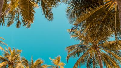 Palm trees bottom view sky tropics 4k wallpaper