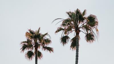 Palm trees branches leaves d 4k wallpaper