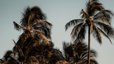 Palm trees branches leaves image 4k wallpaper