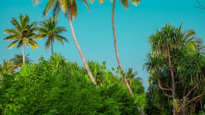 Palm trees bushes path 4k wallpaper