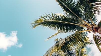 Palm trees crowns branches 4k wallpaper