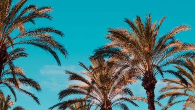 Palm trees genoa italy 4k wallpaper