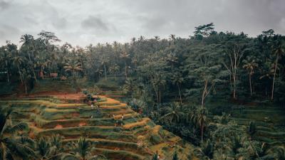 Palm trees hills fields 4k wallpaper