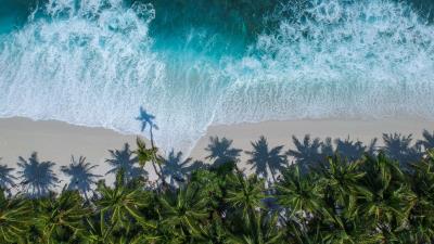 Palm trees ocean aerial view 4k wallpaper