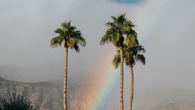 Palm trees rainbow cloud 4k wallpaper