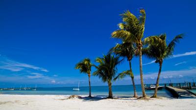 Palm trees sand beach summer 4k wallpaper