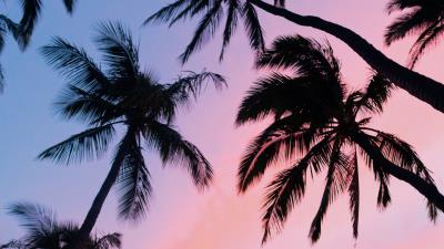 Palm trees sky bottom view 4k wallpaper