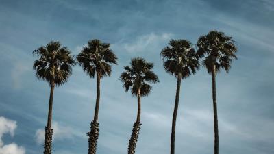 Palm trees sky clouds a 4k wallpaper