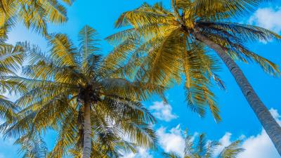 Palm trees sky clouds e 4k wallpaper