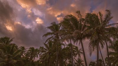 Palm trees sky clouds f 4k wallpaper
