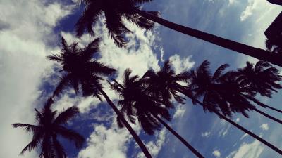 Palm trees sky clouds ff 4k wallpaper