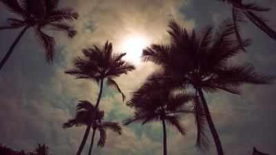 Palm trees sky clouds image 4k wallpaper