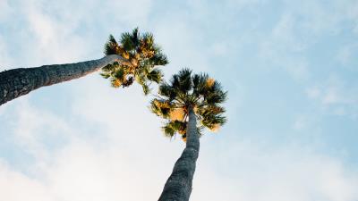 Palm trees sky clouds 4k wallpaper