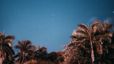 Palm trees sky stars 4k wallpaper