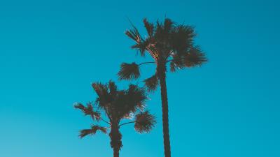 Palm trees sky tropics 4k wallpaper