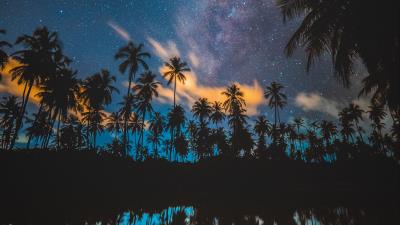 Palm trees starry sky milky way 4k wallpaper