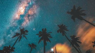 Palm trees starry sky night 4k wallpaper