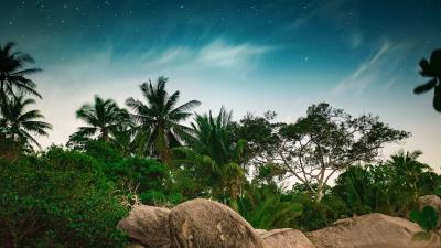Palm trees starry sky stones 4k wallpaper